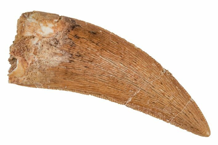 Serrated, Carcharodontosaurus Tooth - Real Dinosaur Tooth #214441